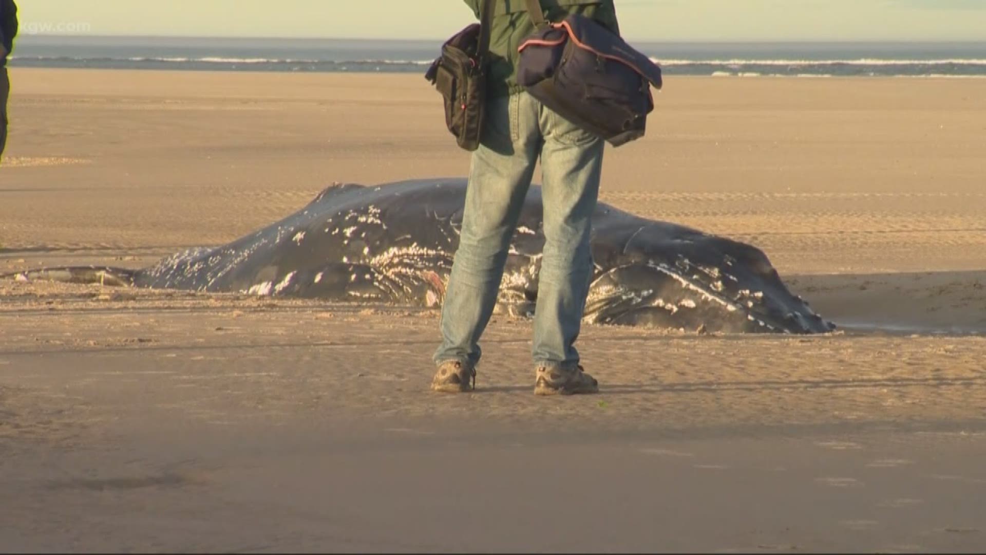 A juvenile humpback whale that stranded itself on the beach in Waldport has been euthanized.