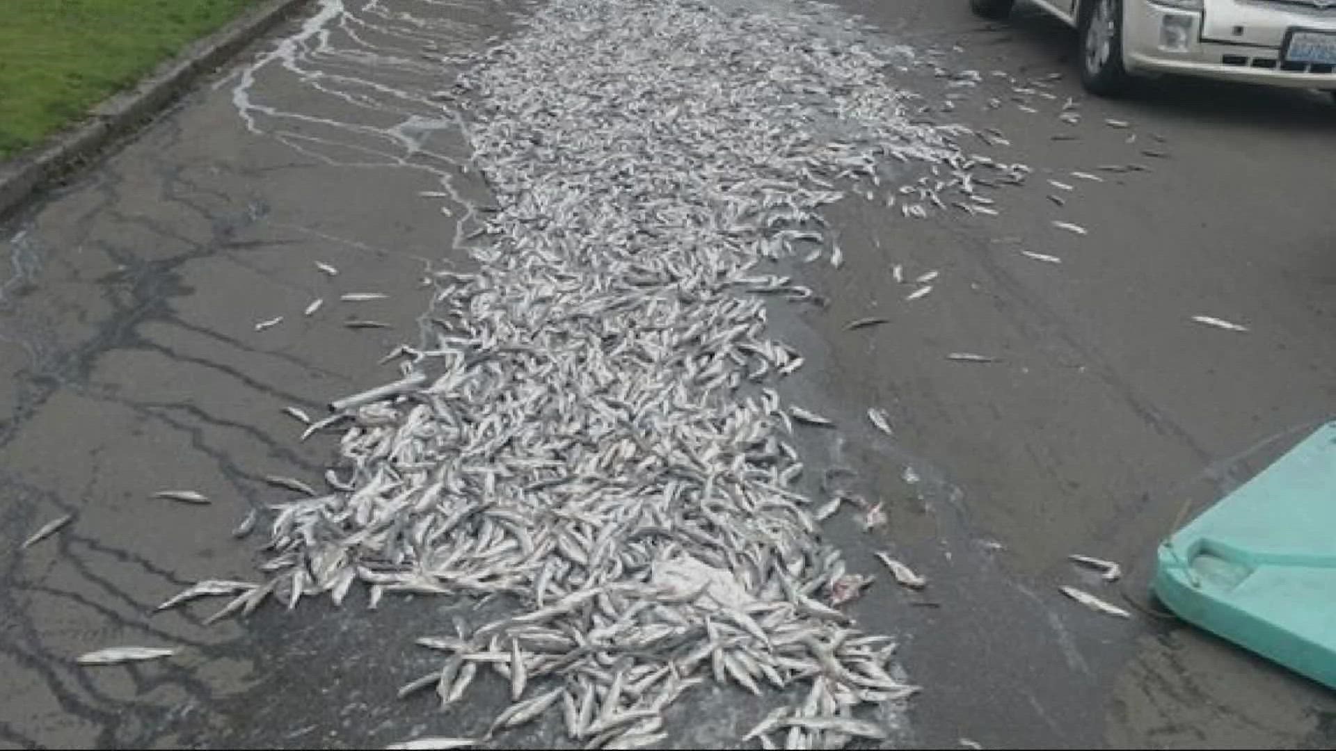 People in a Northeast Portland neighborhood woke up to $10,000 worth of stolen smelt spilled on the road. KGW's David Molko explains.