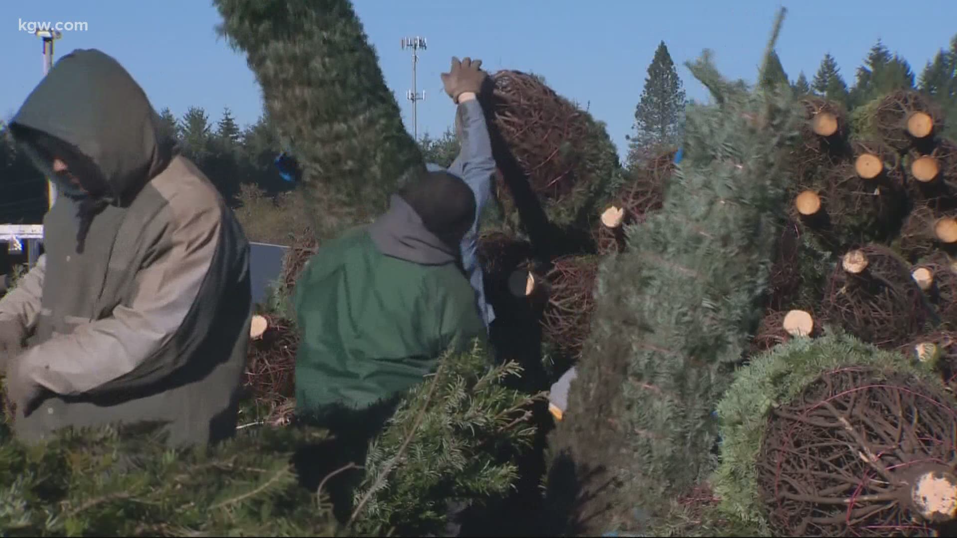 It’s a good year for Christmas tree farmers. Joe Raineri explains why.