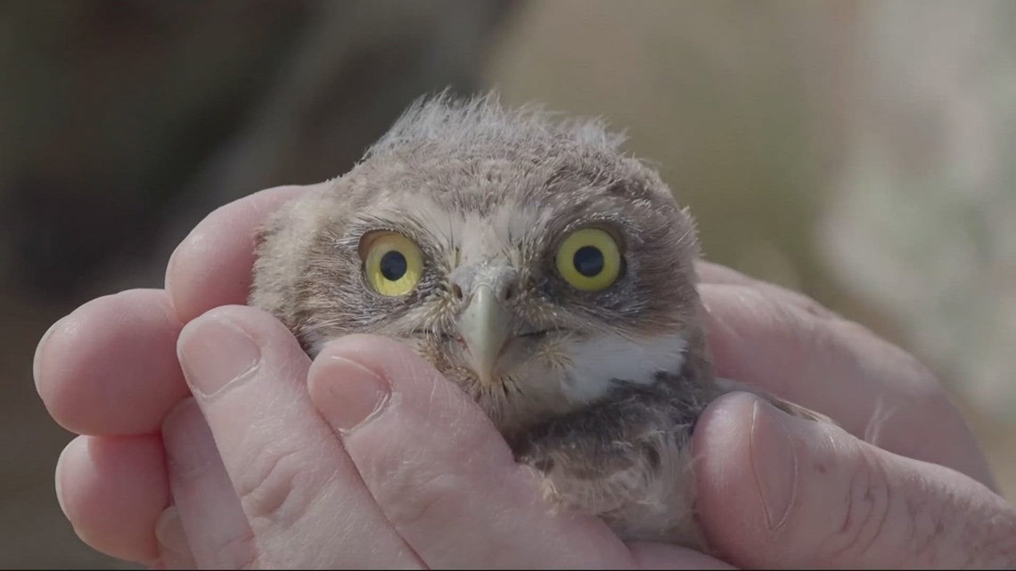 How barrels helped bring eastern Oregon's burrowing owls from the brink