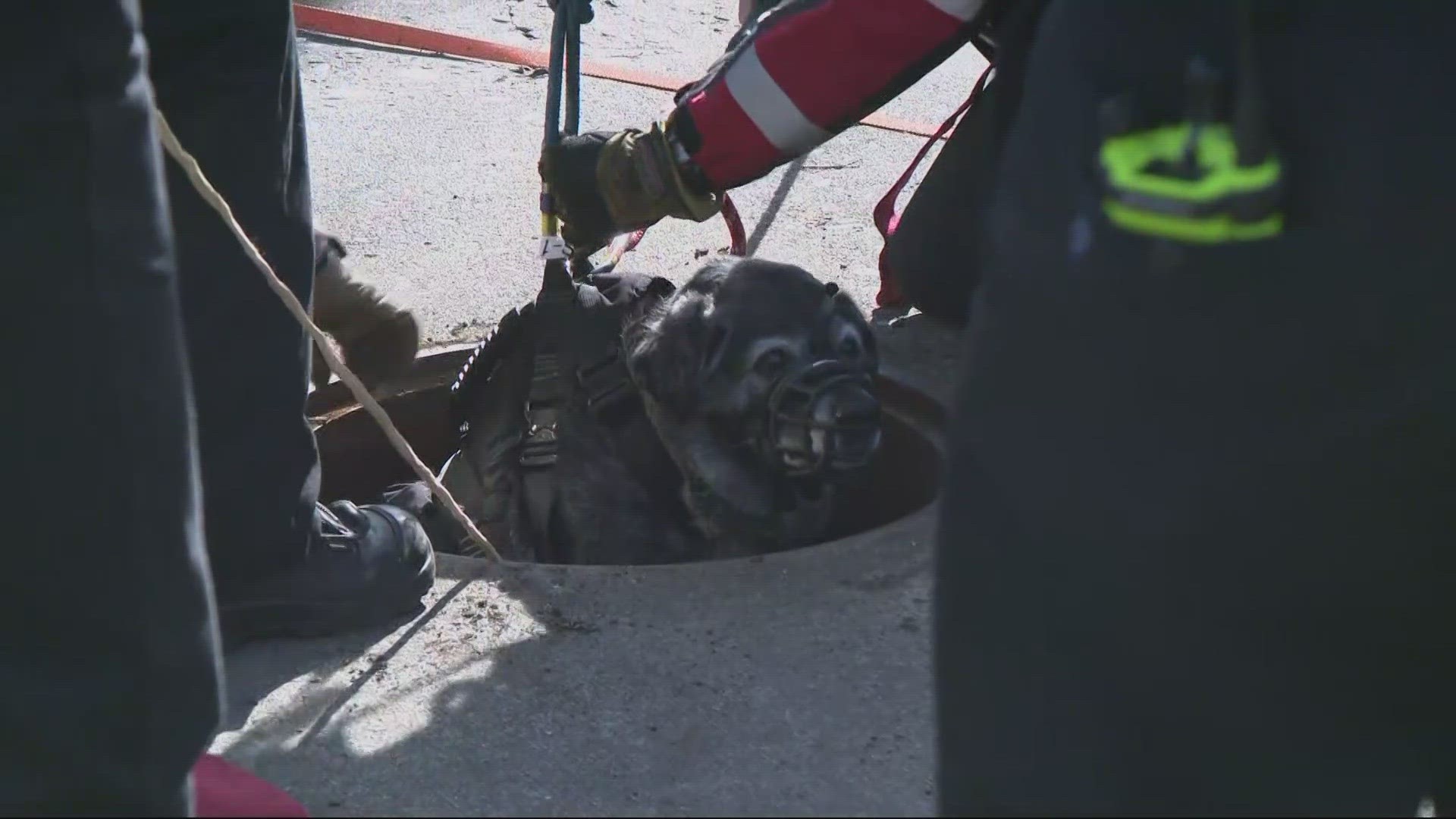 Portland firefighters rescued a 14-year-old dog that fell down a manhole on Friday. The dog, named Tess, was down there for about an hour but wasn't injured.