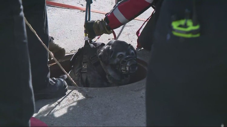 Dog rescued after falling nearly 25 feet down manhole in Southeast Portland