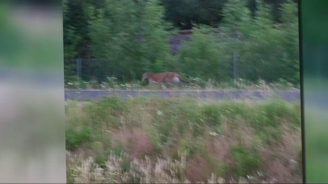 Two Cougar Sightings In Tigard 