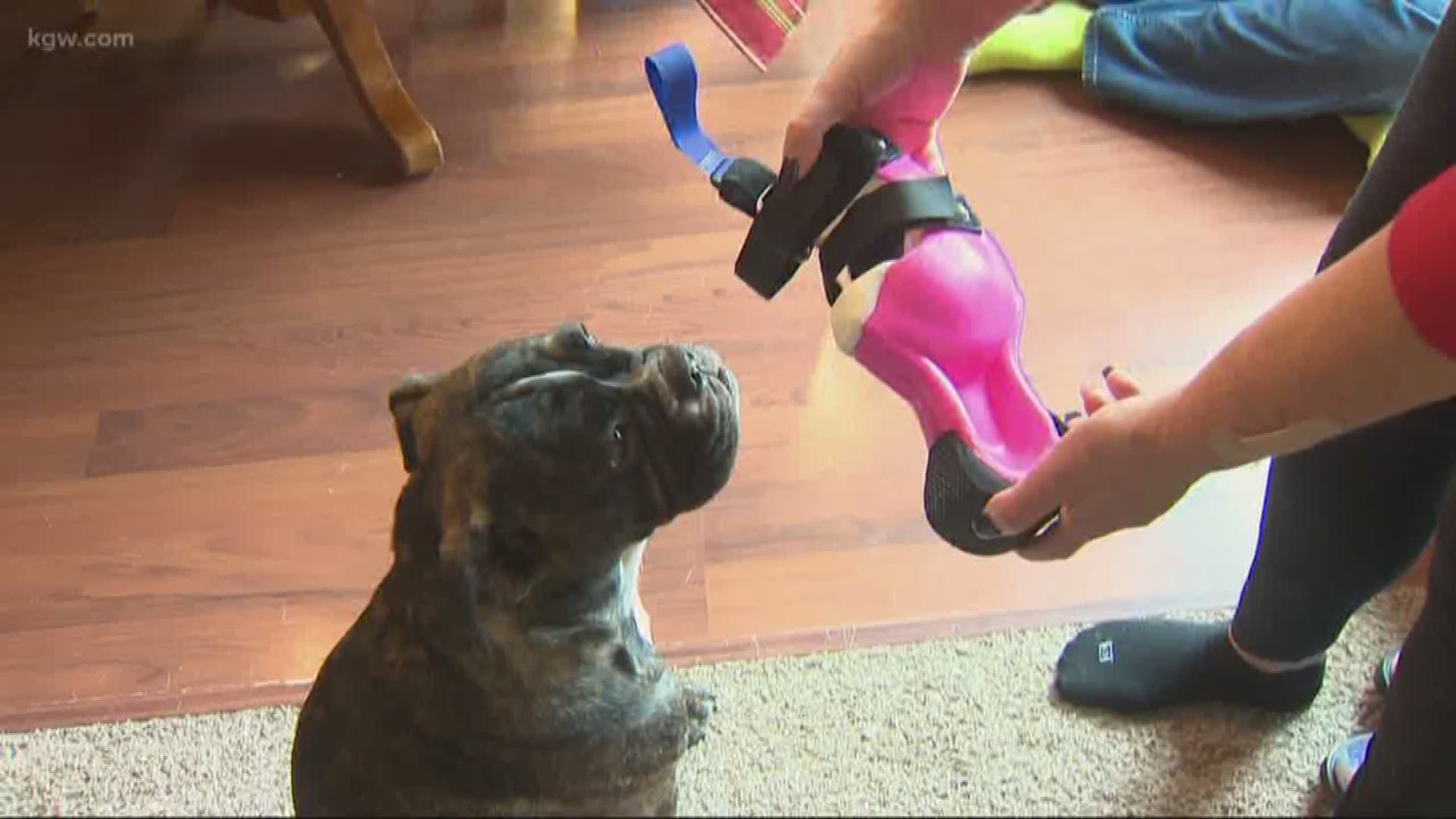 English bulldog Willow gets a bionic leg for Christmas