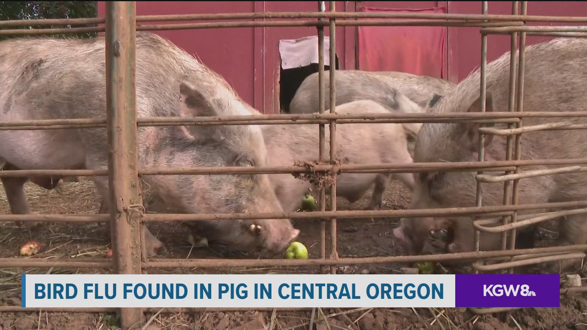 The infection was detected at a backyard farm in Crook County, in the center of the state.