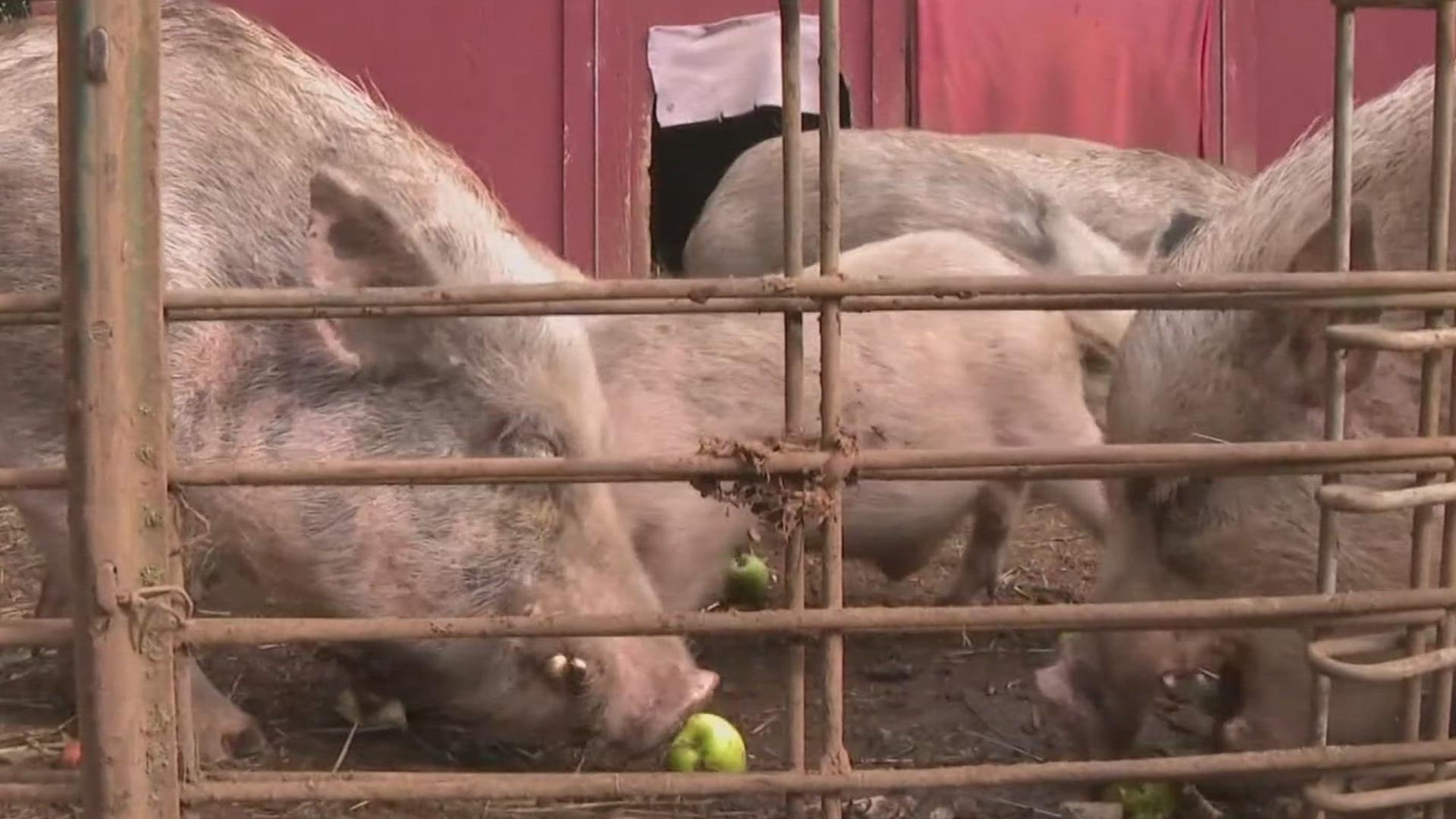 The infection was detected at a backyard farm in Crook County, in the center of the state.