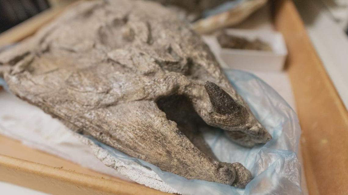 Obří prehistorický losos měl zoubkované zuby, které ukazovaly ven