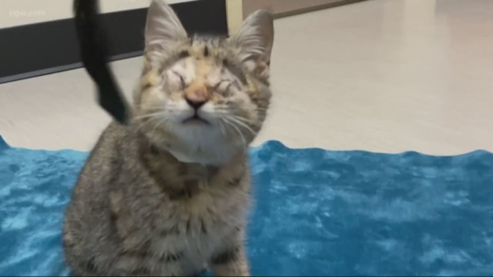 Kitten born without eyes up for adoption at Oregon Humane Society 