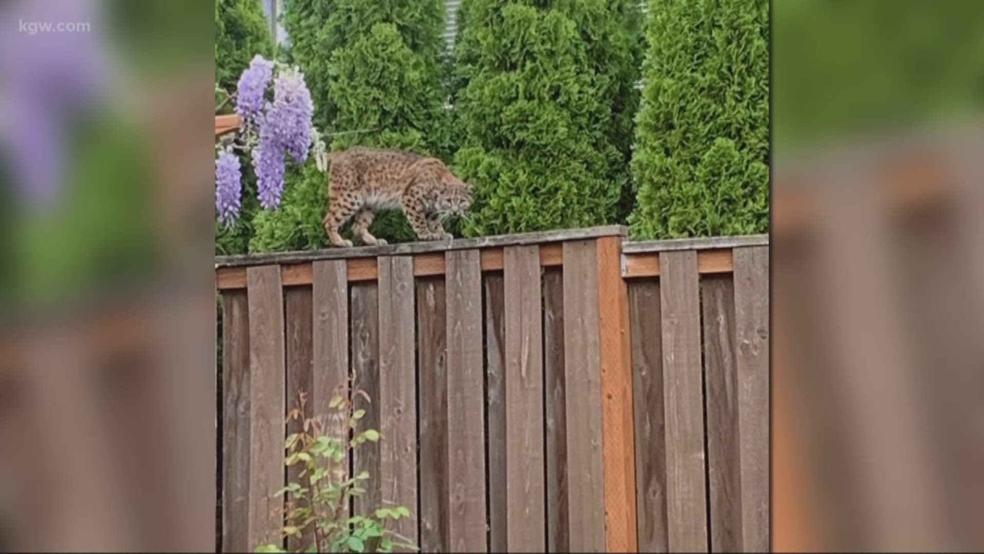 Wildlife experts say you may see some interesting animals in your yard these days, and those experts want to know about it.