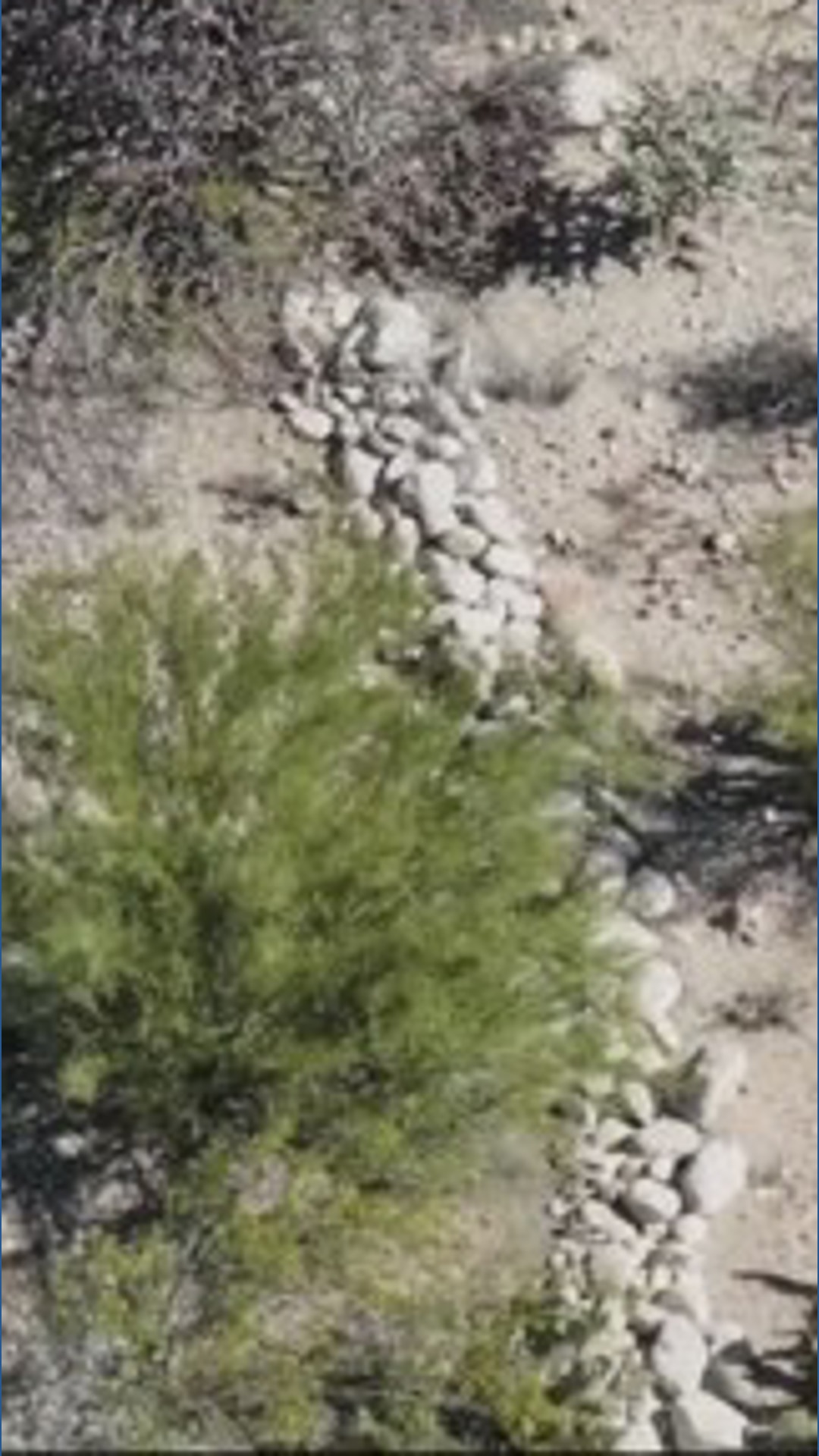 Search intensifies for Savannah Guthrie’s mother in Arizona