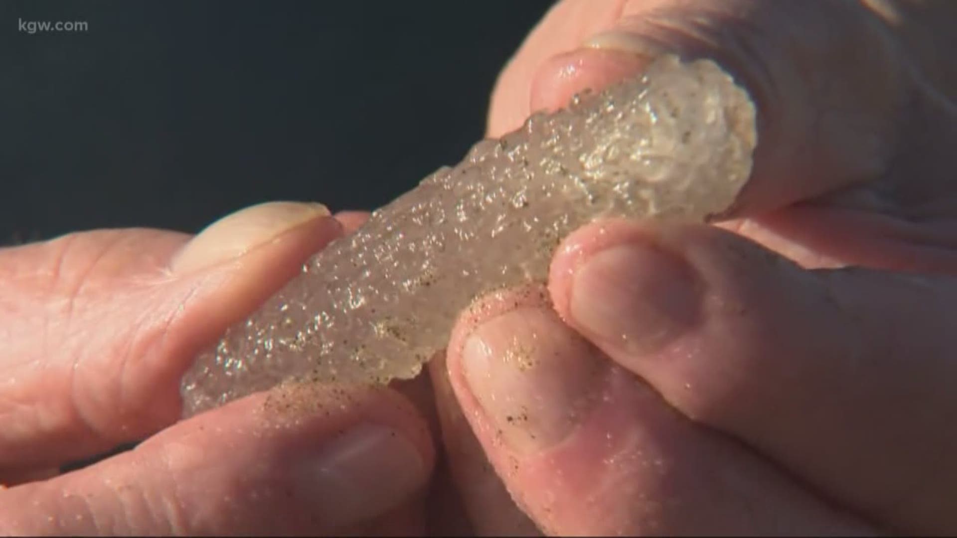 Tiny creatures are washing up in droves at the beach.