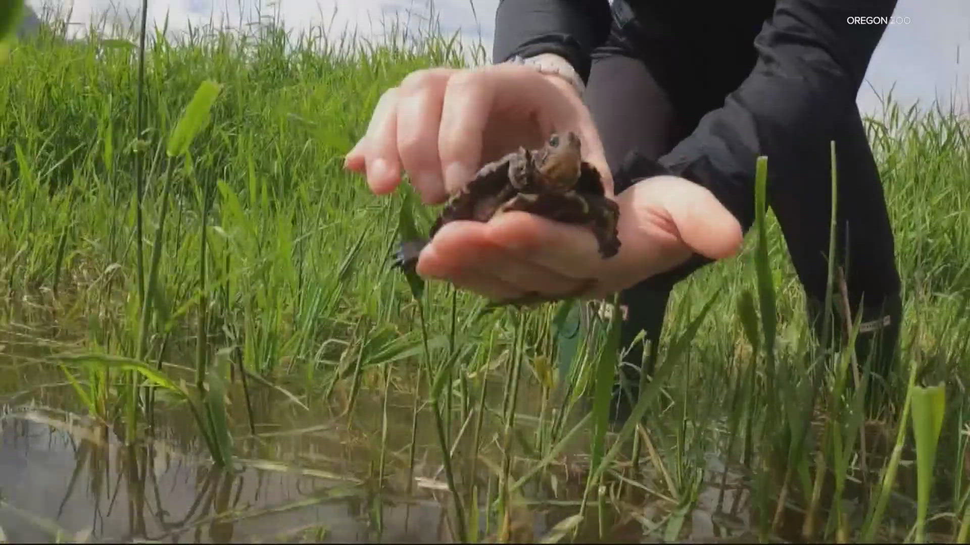 Endangered turtles from Oregon Zoo released to the wild | kgw.com