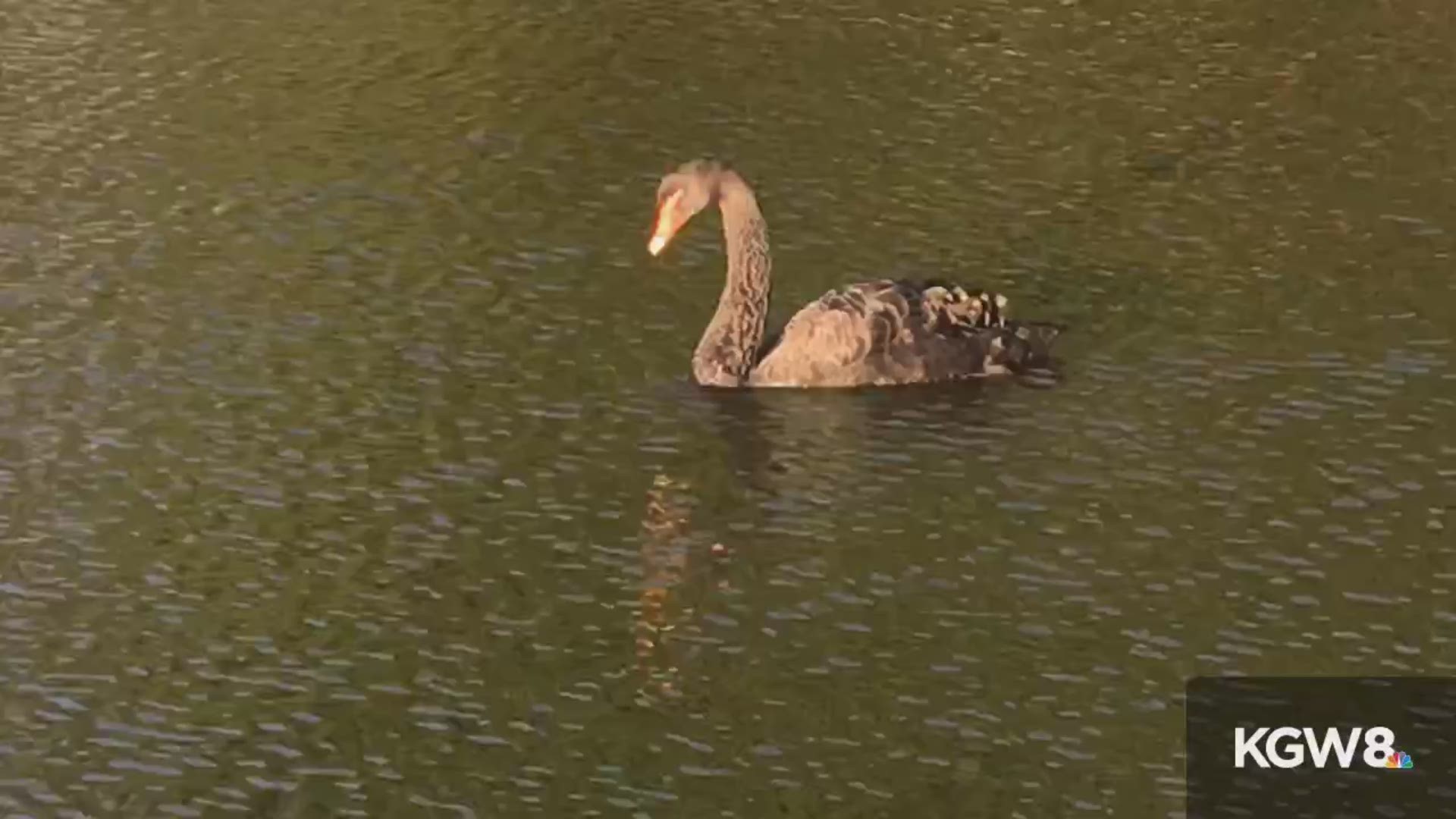 A black swan was stolen from a farm in Newberg.