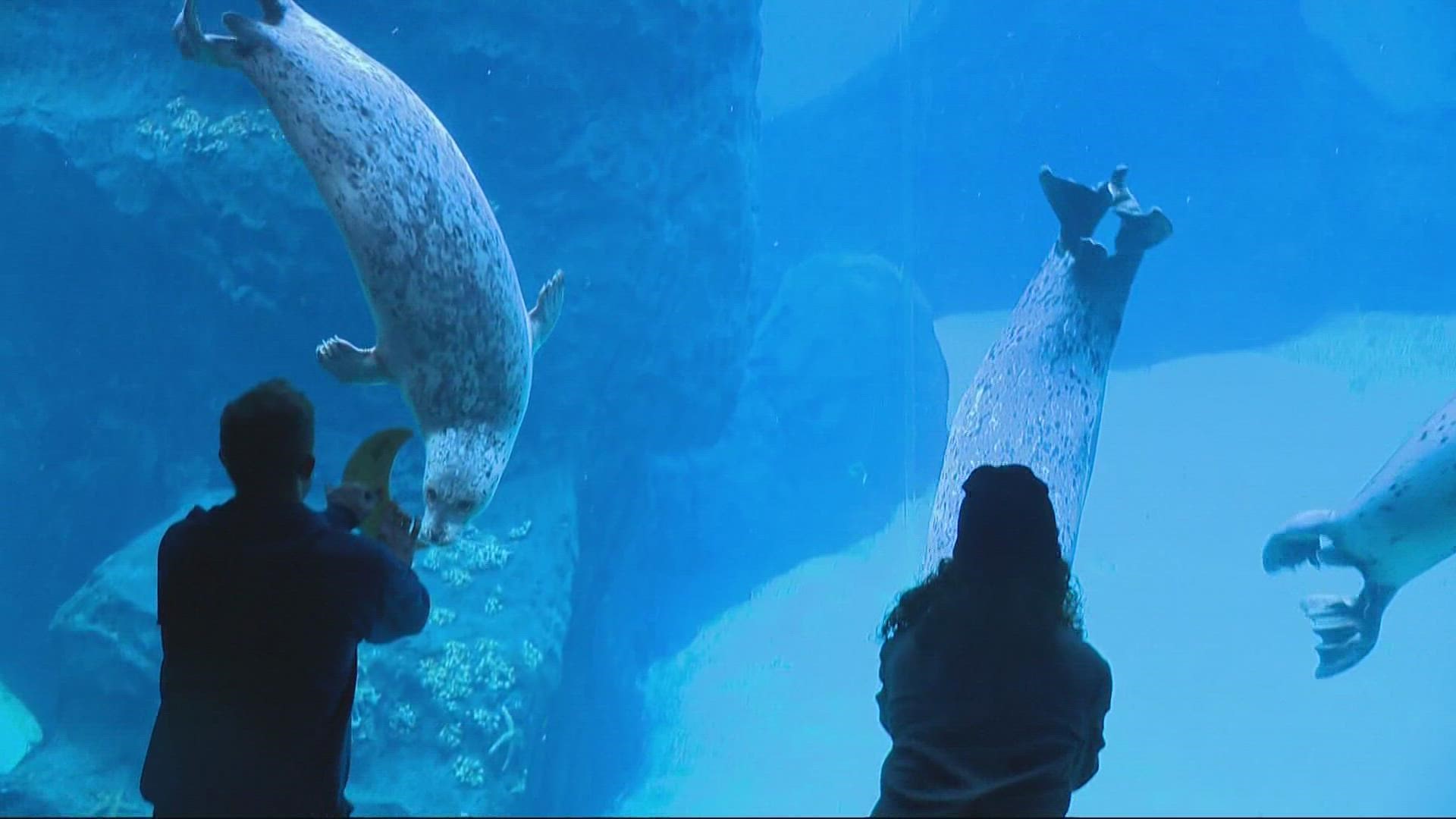 Marine life keepers at the Oregon Zoo introduced the seals to something called 'shape training.' It gives them mental stimulation while interacting with the public.