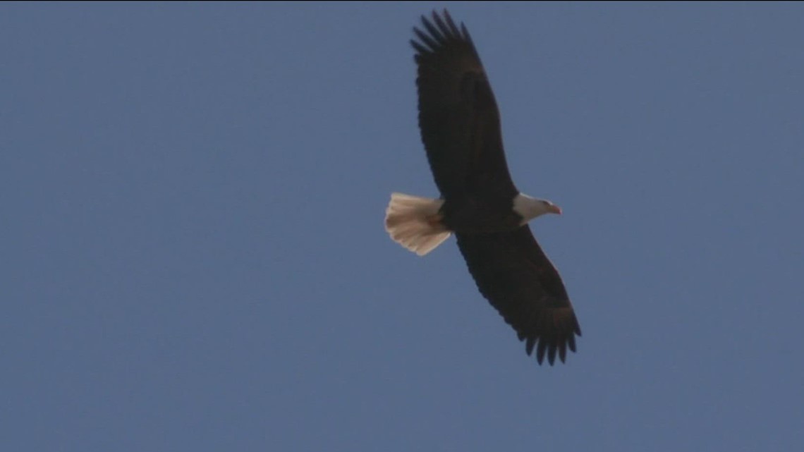 Grant's Getaways: Eagles at dawn in Southern Oregon's Klamath Basin - Vimarsana News
