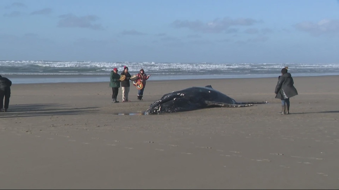 Parts of beached juvenile humpback whale that was euthanized resurfaces