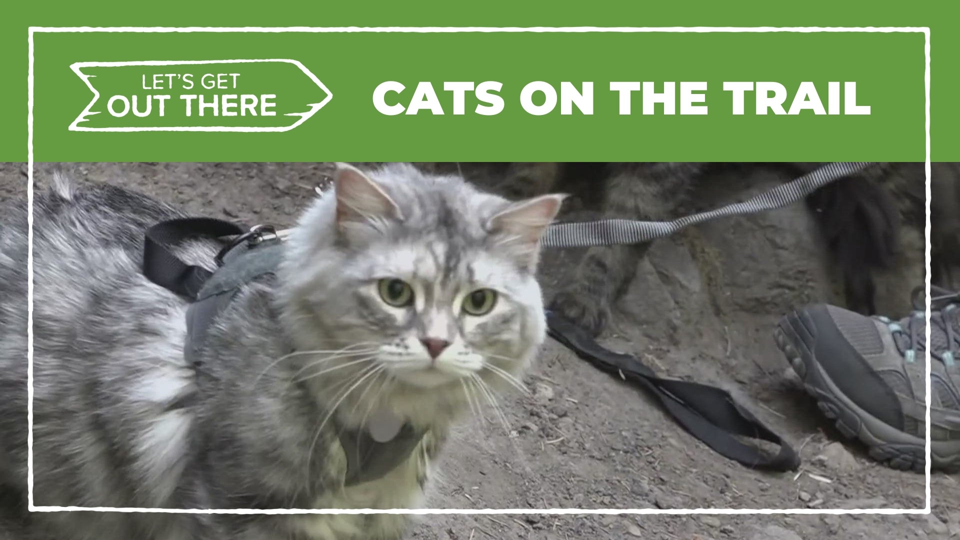 Katie Werback’s four cats have accompanied her to four national parks and on many other outings for a chance to enjoy life outside the house.