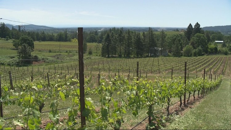 How Oregon wine can survive climate change