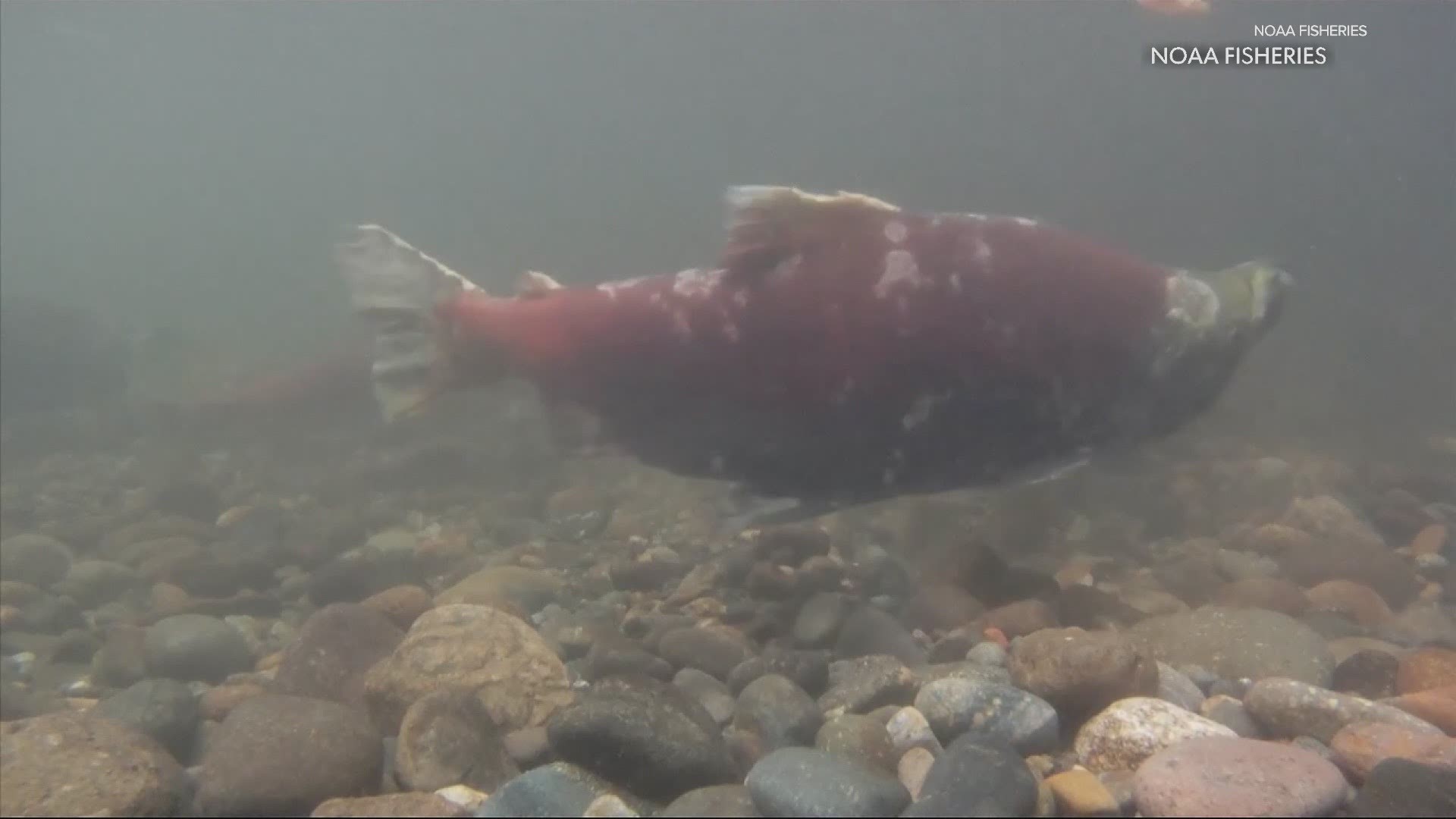 Researchers are examining what could be causing salmon to shrink. Keely Chalmers spoke with the experts.