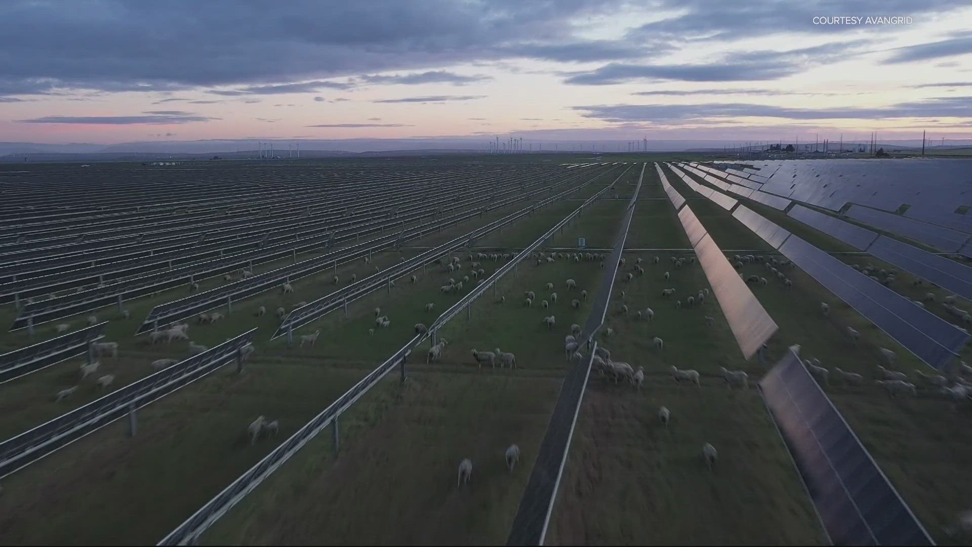 Sheep graze among the 1,200 acre solar farm in Gilliam County in eastern Oregon. Chris McGinness explains how the animals are helping the solar farm.