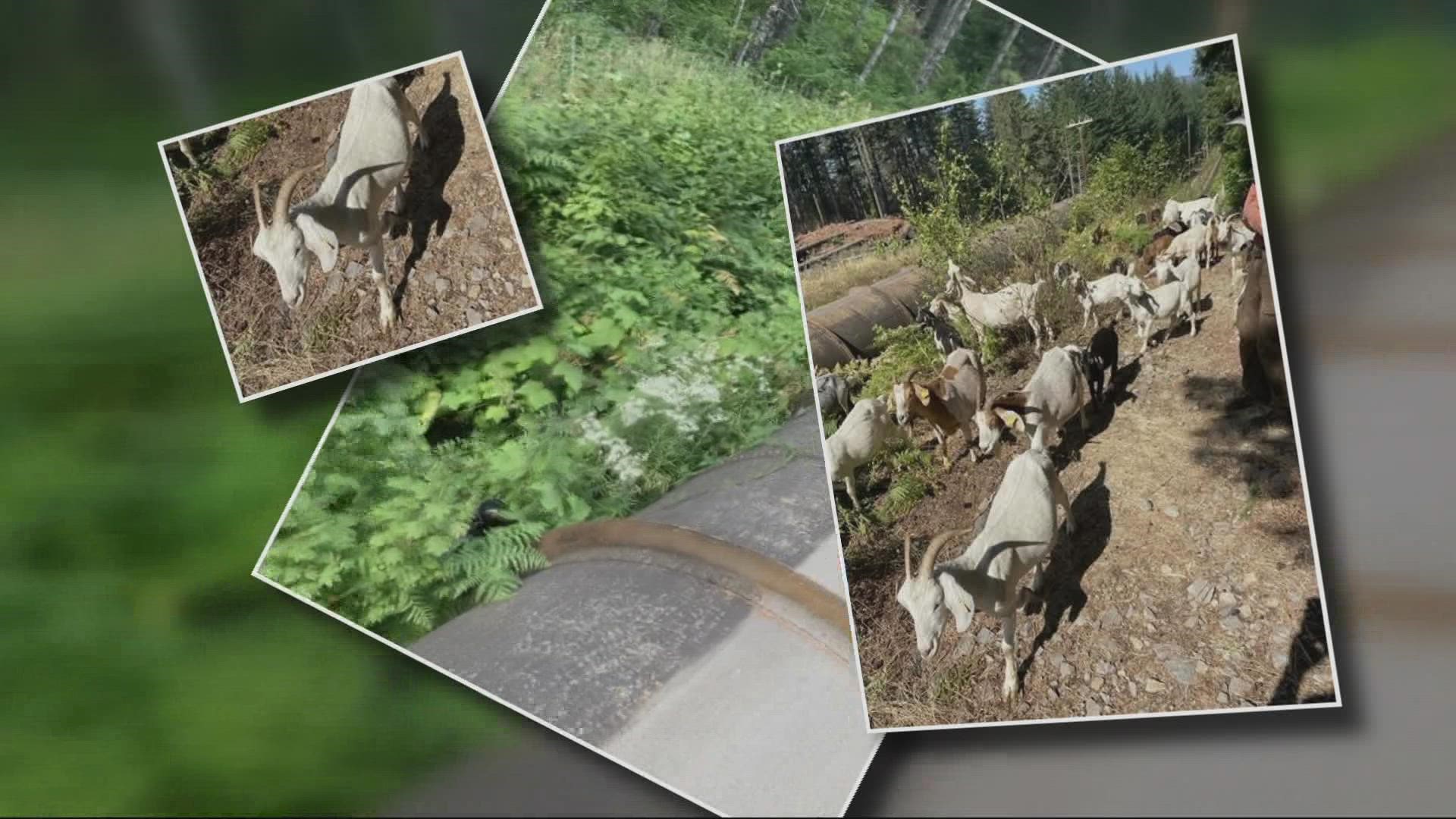 Fast-growing bushes can block access to services like the Oak Grove pipeline near Estacada. That's why PGE has brought in a team of goats to safely clear the brush.
