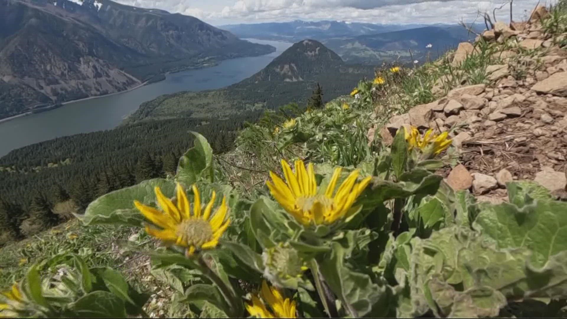 Hike Dog Mountain In The Columbia River Gorge Kgw