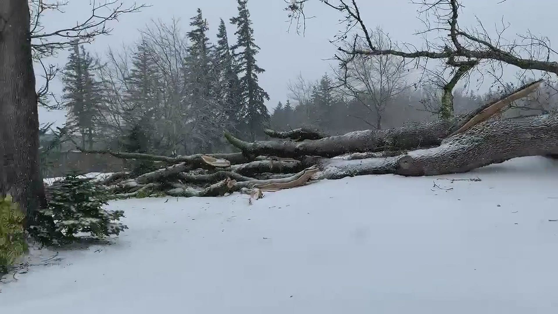 Fallen tree eagles landing golf course
Credit: Tristan gelasio