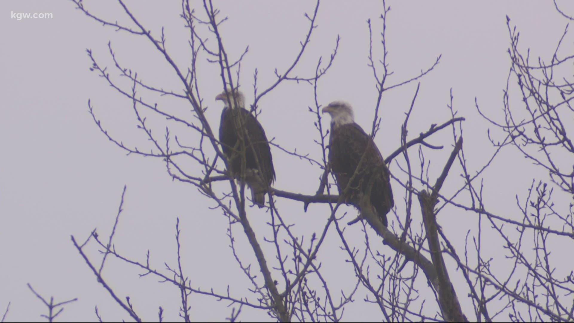 Grant McOmie shows off one of the most remarkable eagle convocations in the Willamette Valley.