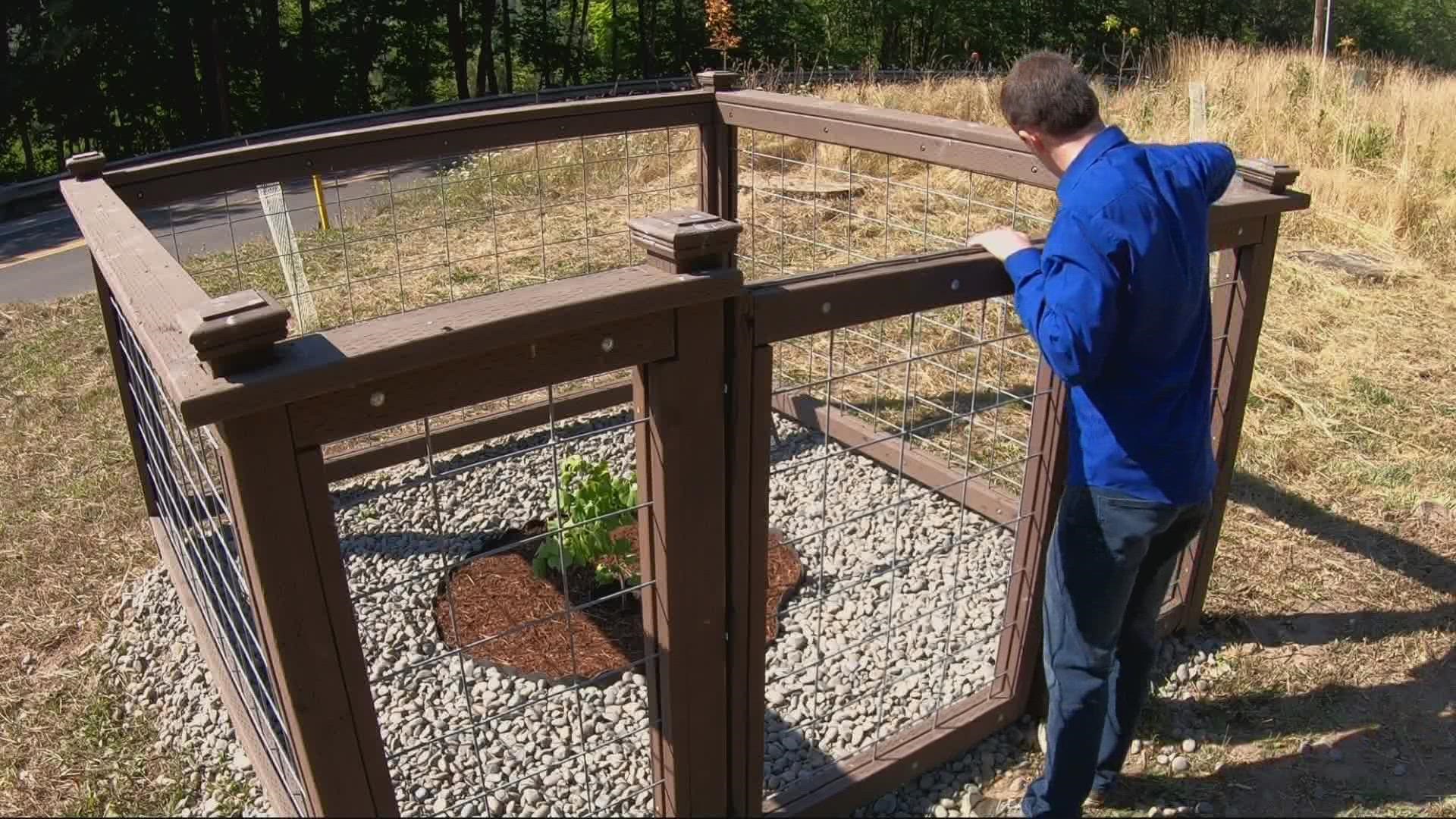 More than 77 years after the atomic bombing of Hiroshima, Japan, a gingko tree from the Japanese city was planted in Vernonia, Ore. as a symbol of peace.