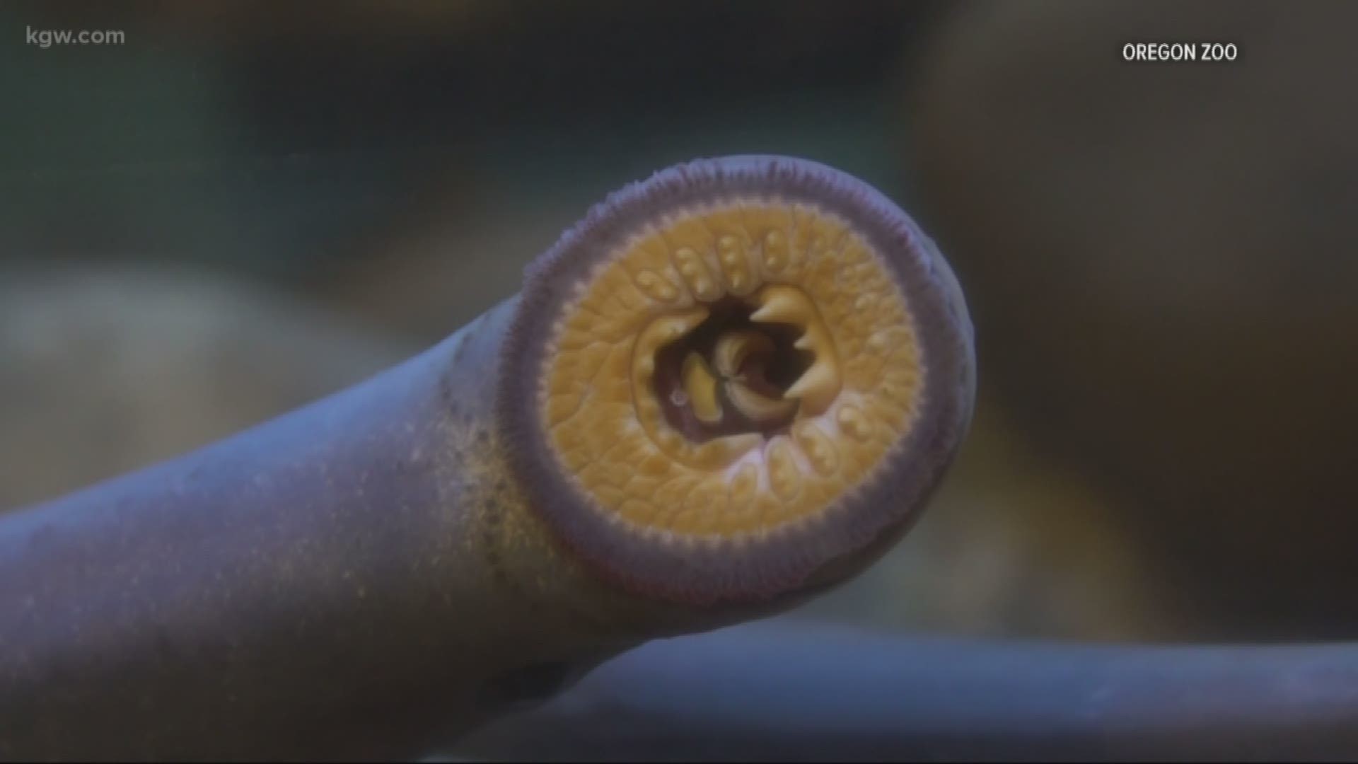Oregon Zoo opens lamprey eel exhibit
