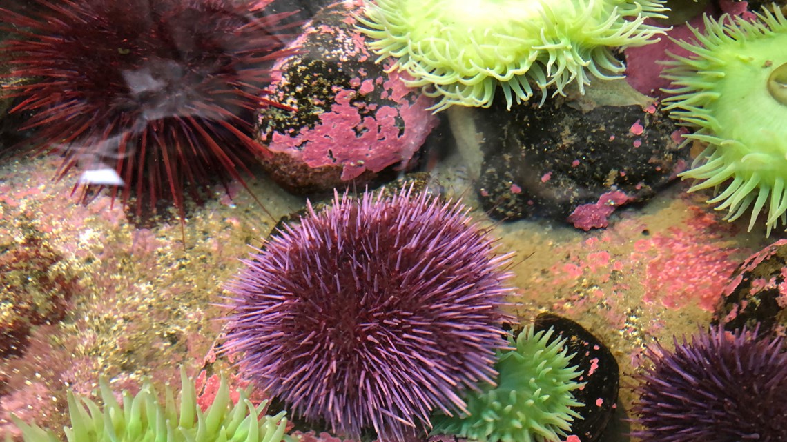 Pacific urchins: Covid delayed purple urchin removal, but hope as