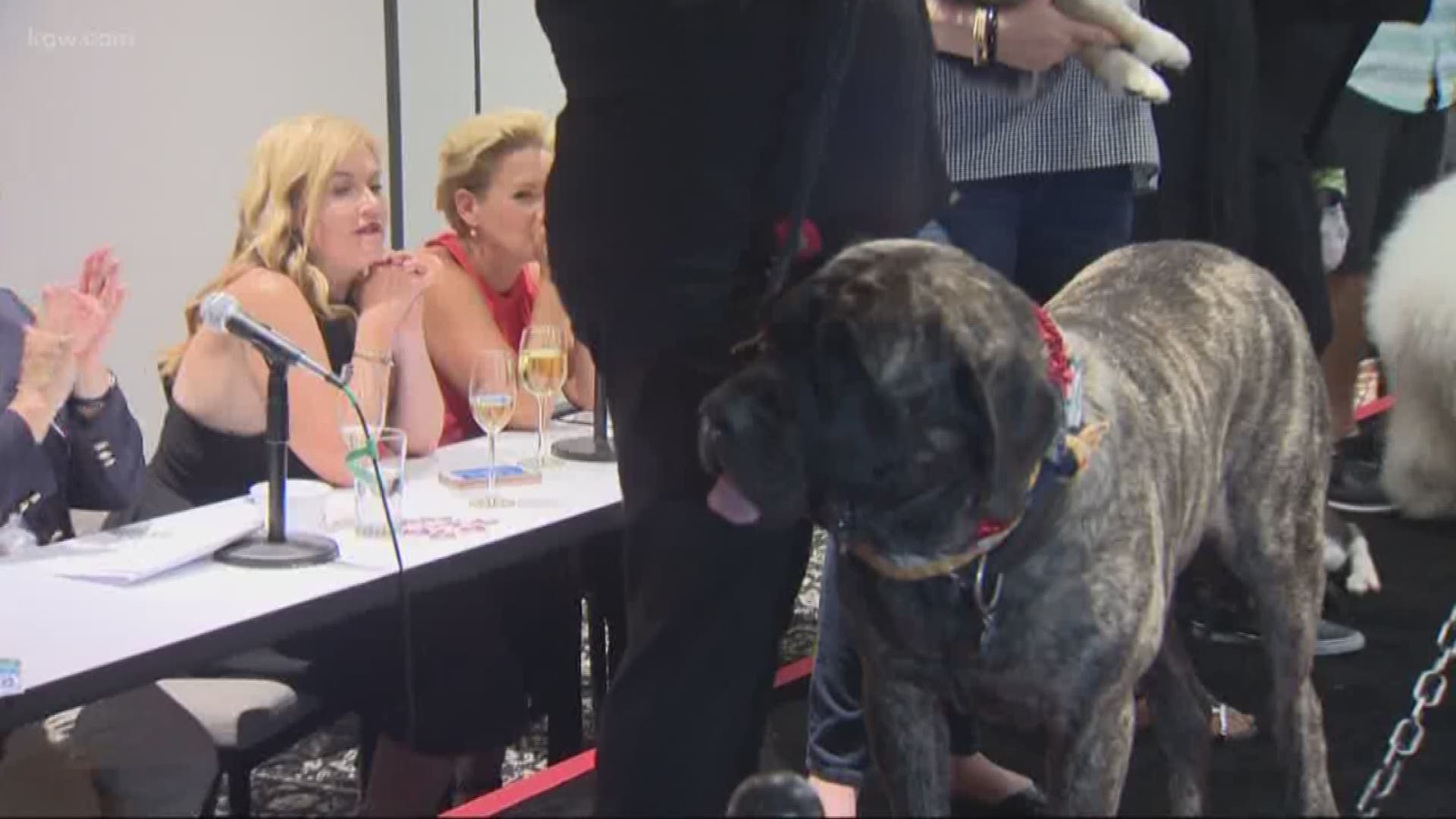 This year's grand marshal for the Grand Floral Parade will be Diesel, a 185-pound English Mastiff.