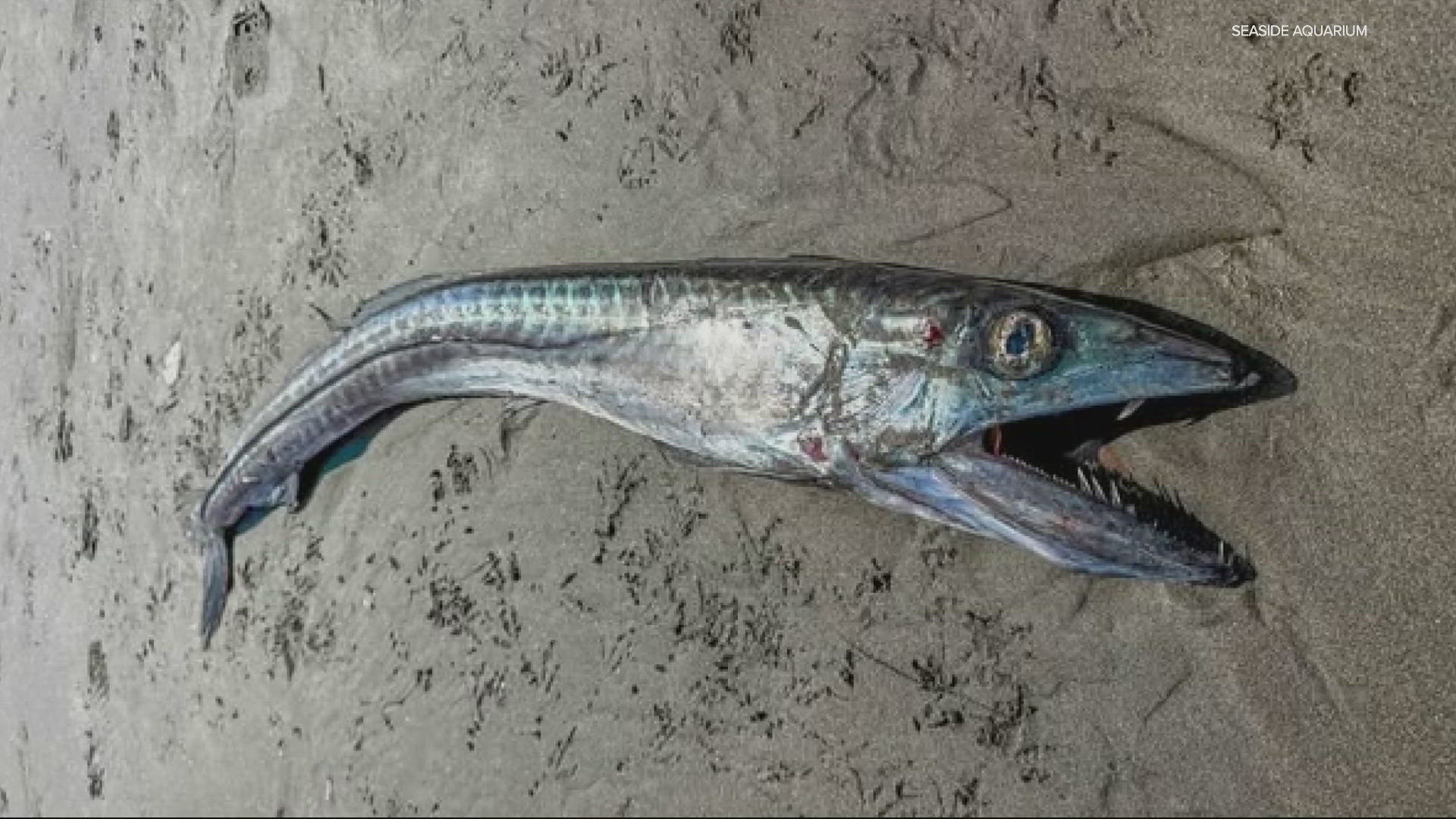 A longnose lancetfish was found on Seaside Beach on the Oregon Coast. They're one of the largest deep-sea fish and can grow up to more than 7-feet long.
