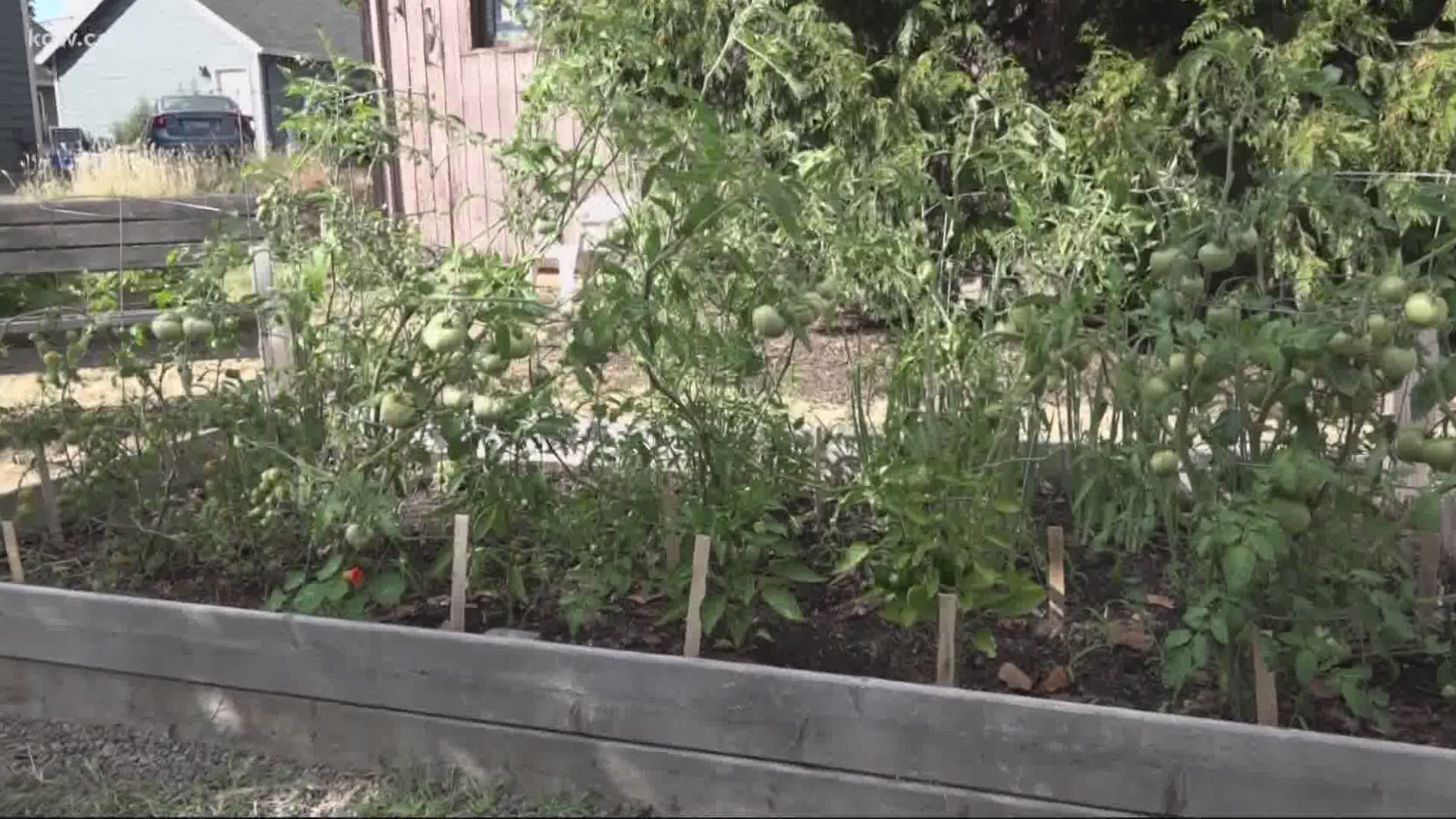 Neighbors tend to a community garden and fill
a food box with donations at Portsmouth Trinity Lutheran Church.