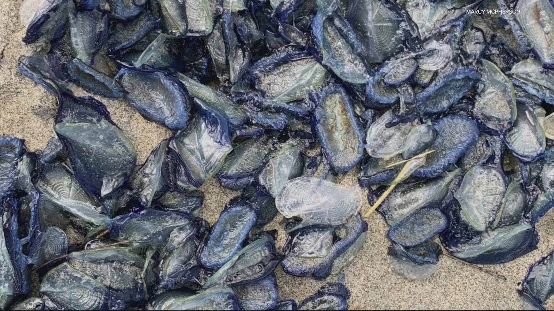 The piles of blue sea creatures have been a startling sight for recent Oregon beachgoers, but they're not dangerous, and their arrival is a fairly routine event.