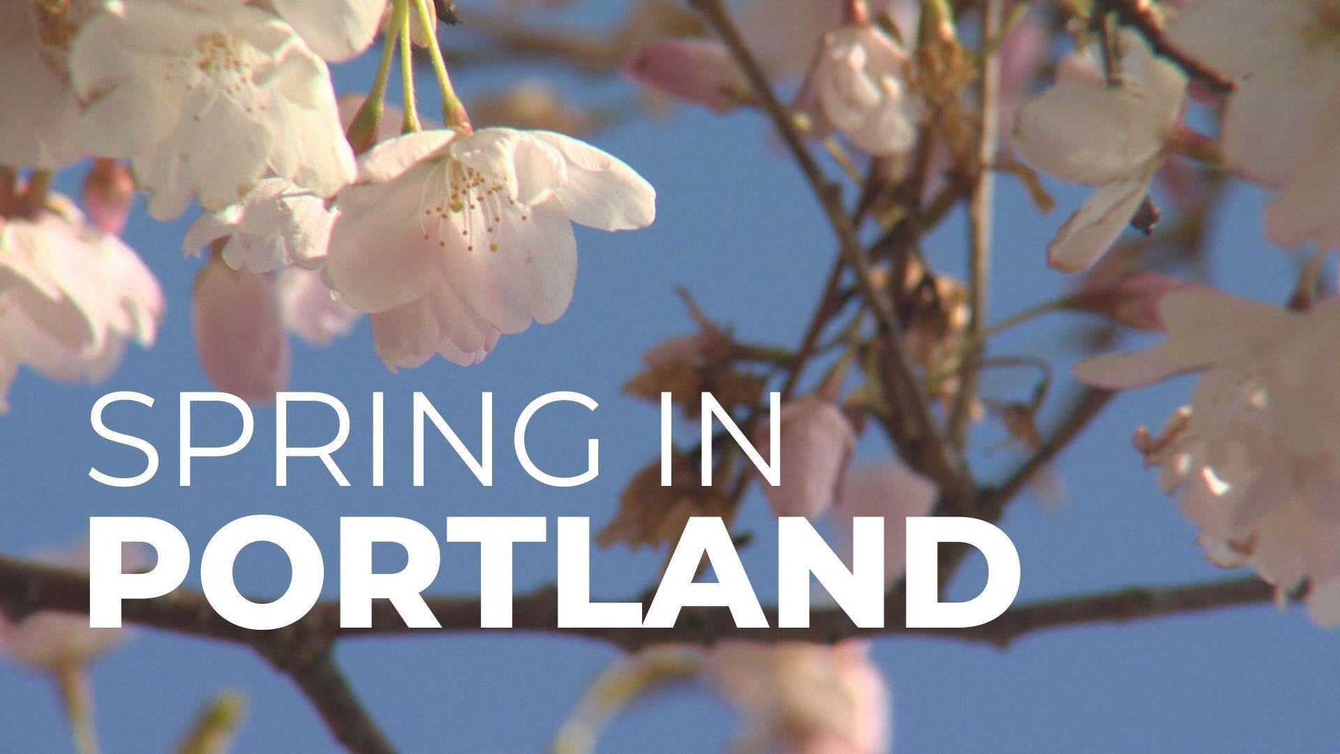 It's officially spring in Portland so photographer Chad Dehart went down to Tom McCall Waterfront Park and captured the cherry blossoms in bloom.