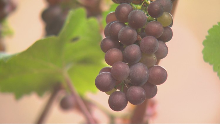 OSU researchers looking to see how wildfire smoke impacts grapes