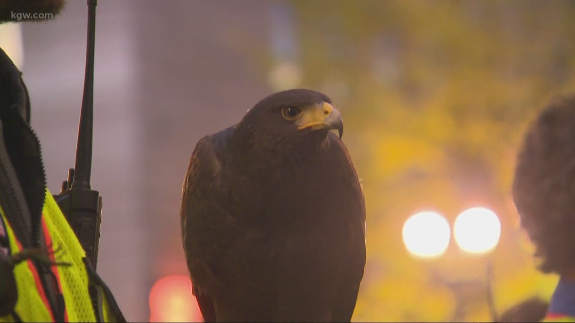 A big crowd turned out in Portland Tuesday night to see how the city clears the trees of crows. The city hires falconers to bring in hawks to chase the crows away.