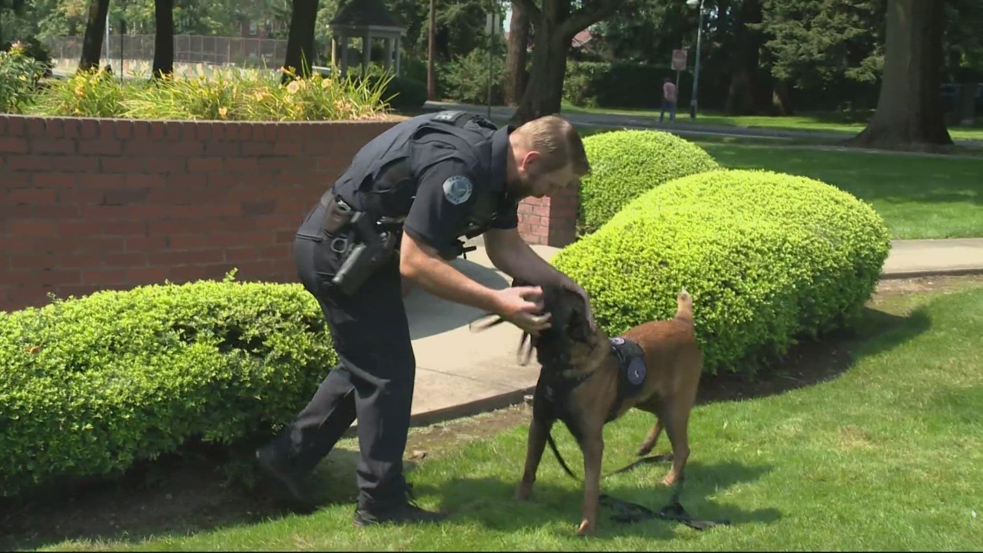 Veterinarians amputated more than half of K-9 Remi's tail after he was injured during a fatal police shooting in June.