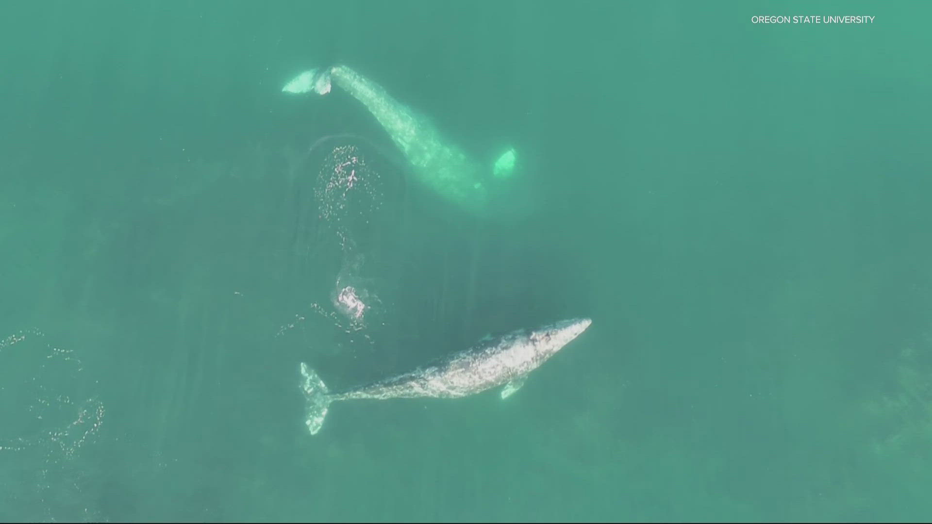 It turns out that whales along with Oregon Coast flip, pull tight turns, blast bubbles and do headstands during feeding time.