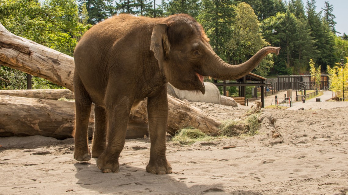 Chendra the elephant to give birth in 2020, Oregon Zoo says | kgw.com