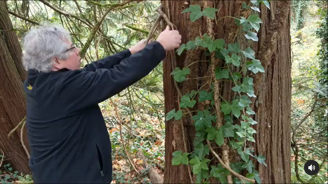 Oregon Invasive Trees Oregon nonprofit targets invasive species to fight climate change | kgw.com