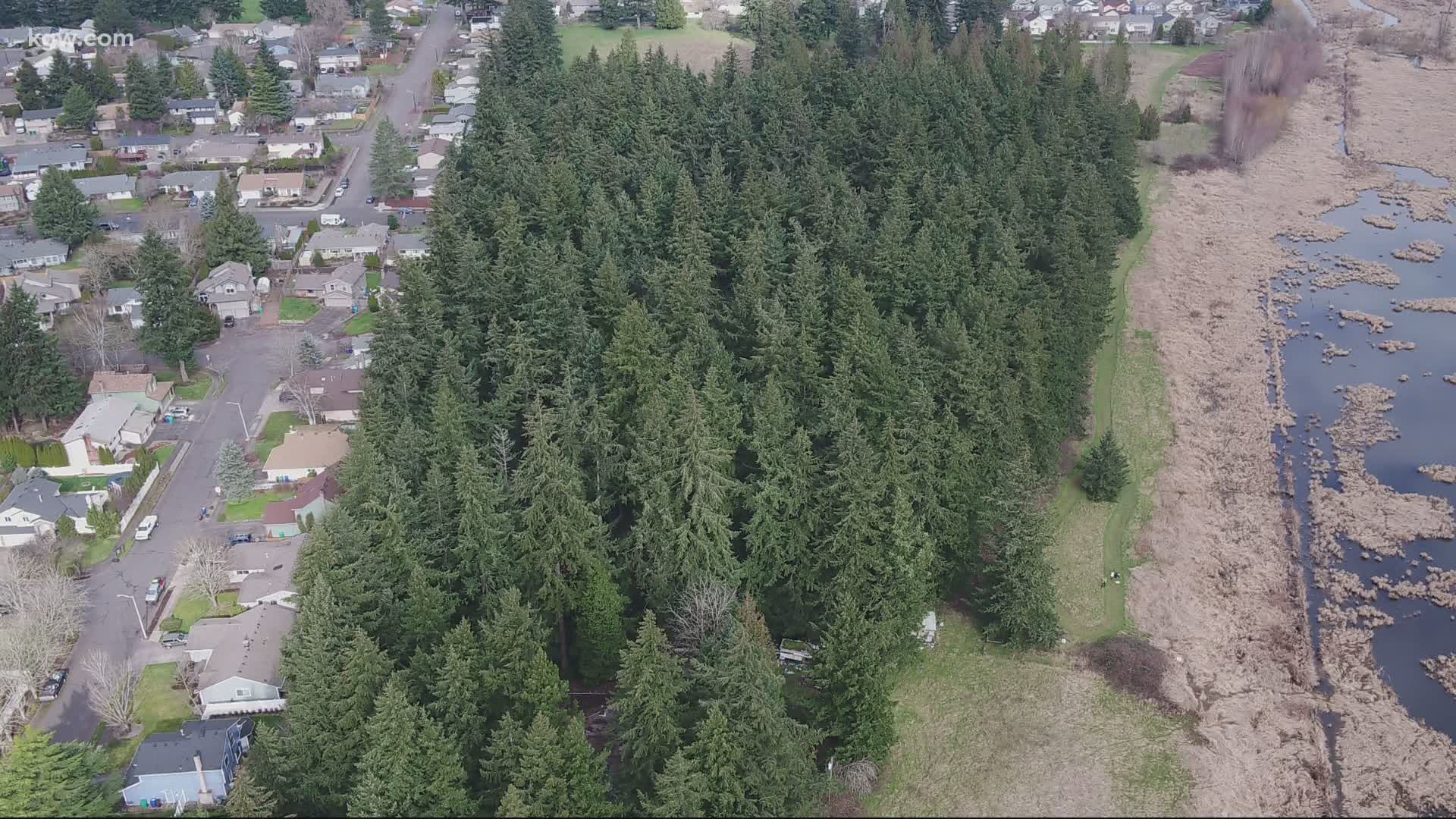 Gresham neighbors are fighting to save more than 260 Douglas Fir trees and a key animal habitat. Keely Chalmers has a birds-eye view of the controversy.