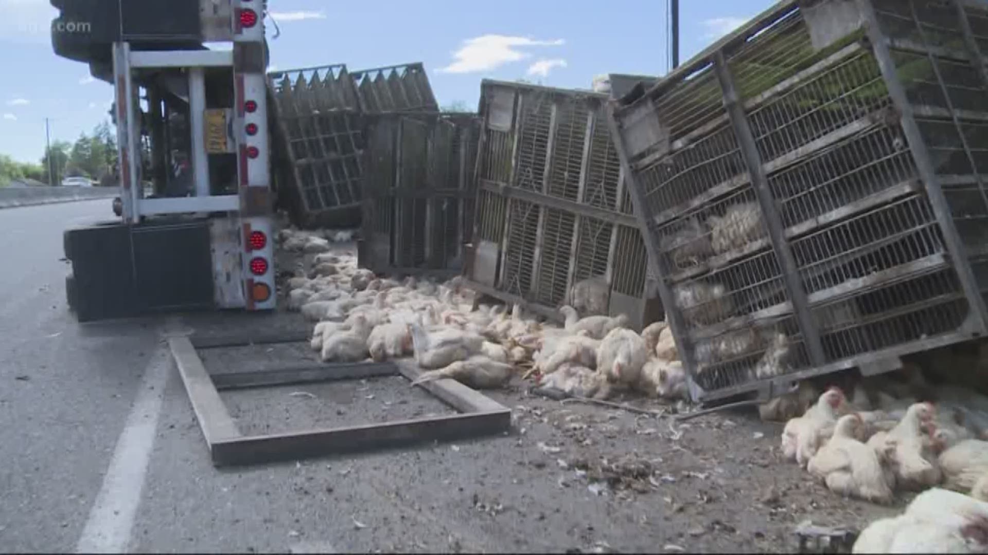 Animal rights activists were in a standoff with police over a single chicken.