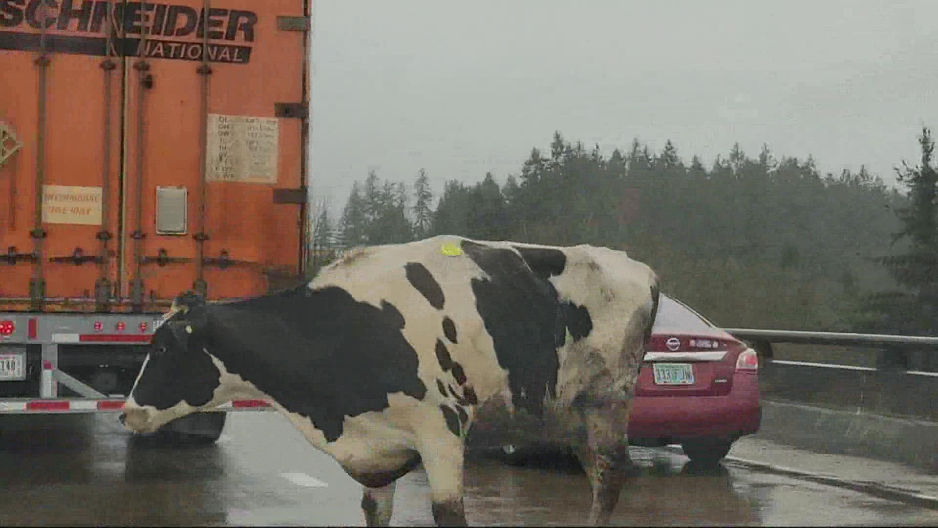 At least 31 cows were in the trailer. Authorities are working to herd them into a new trailer.