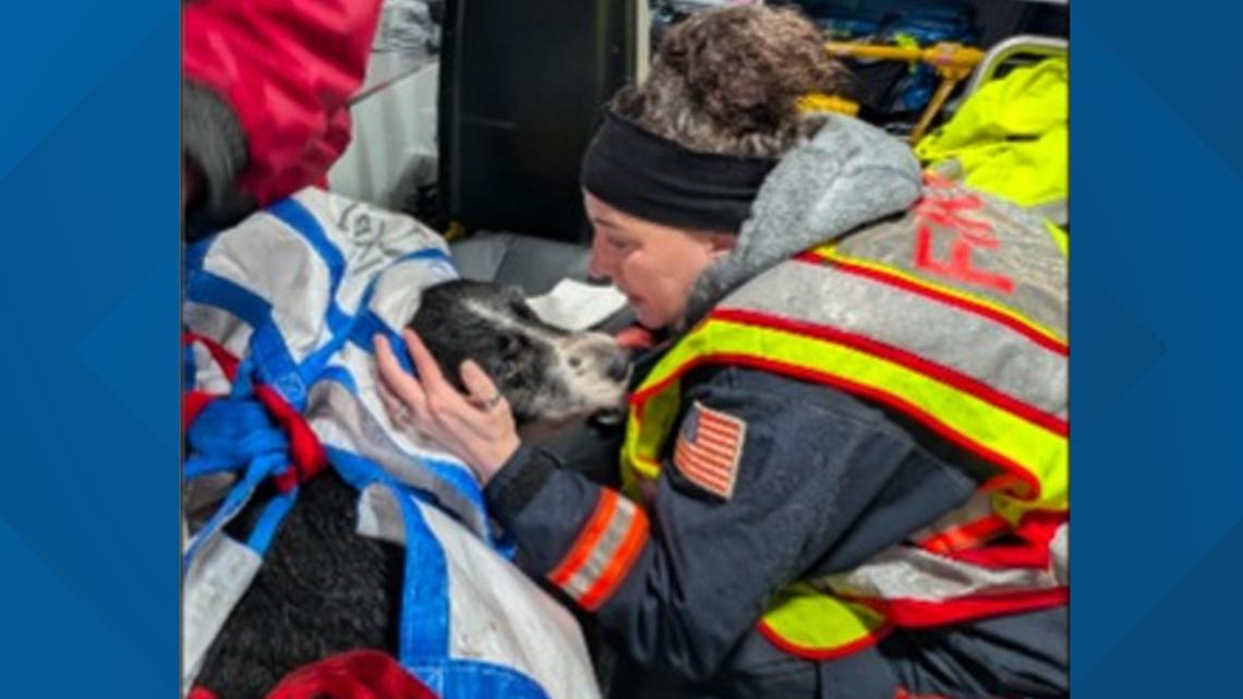 Dog rescued from 30-foot ravine in Astoria after spending the night ...