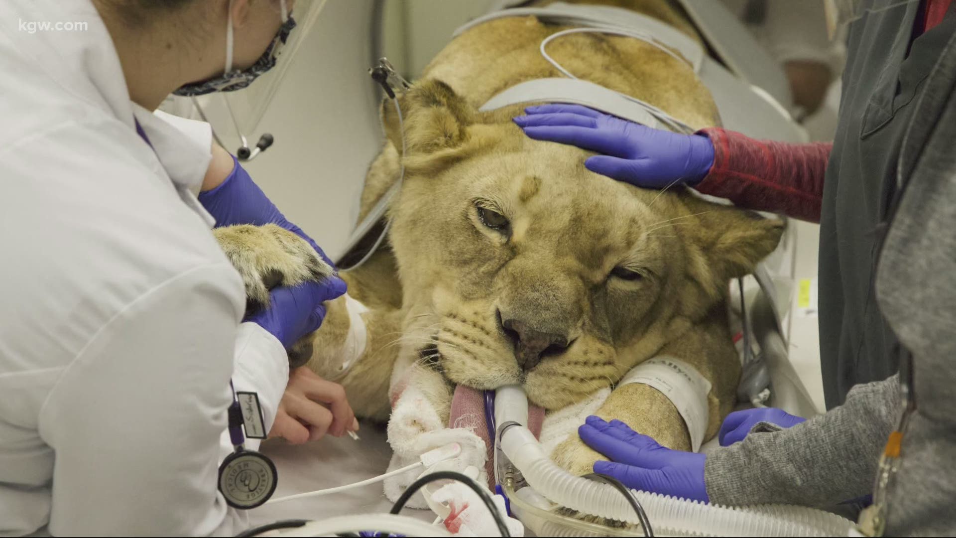 The 5-year-old lioness, Chobe, had a uterus infection but is on her way to recovery thanks to the vet hospital at Oregon State University.