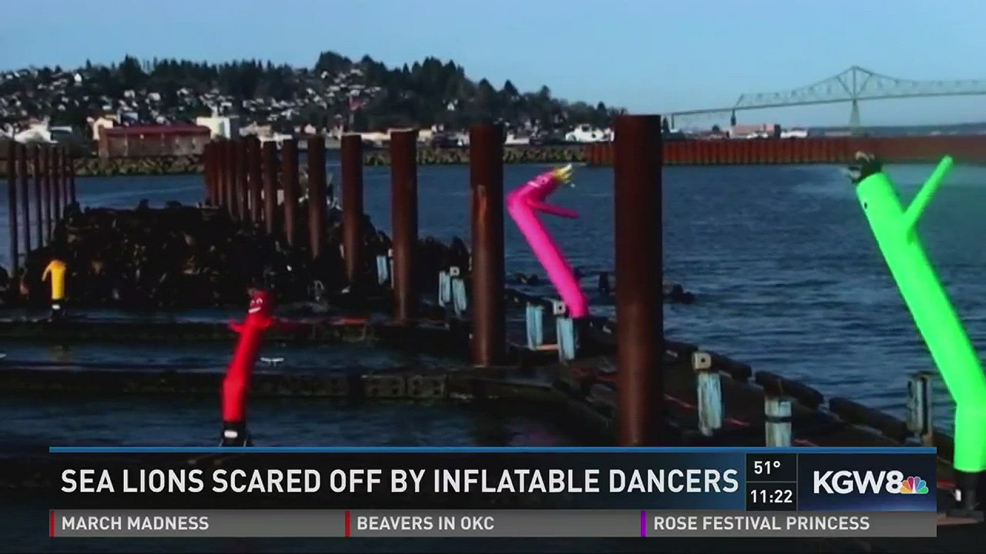 Sea lions scared off by inflatable dancers
