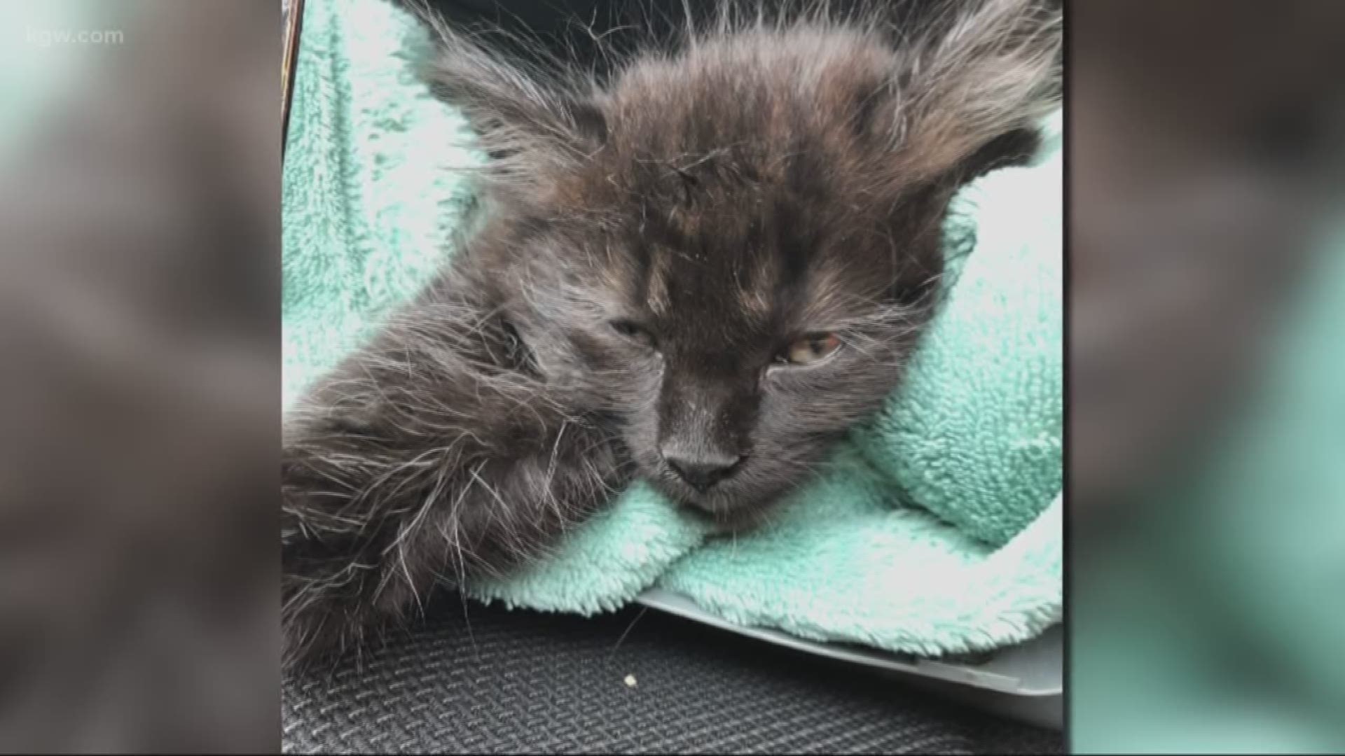 An animal thrown from a car. A woman says she saw a kitten tossed from a car window.
