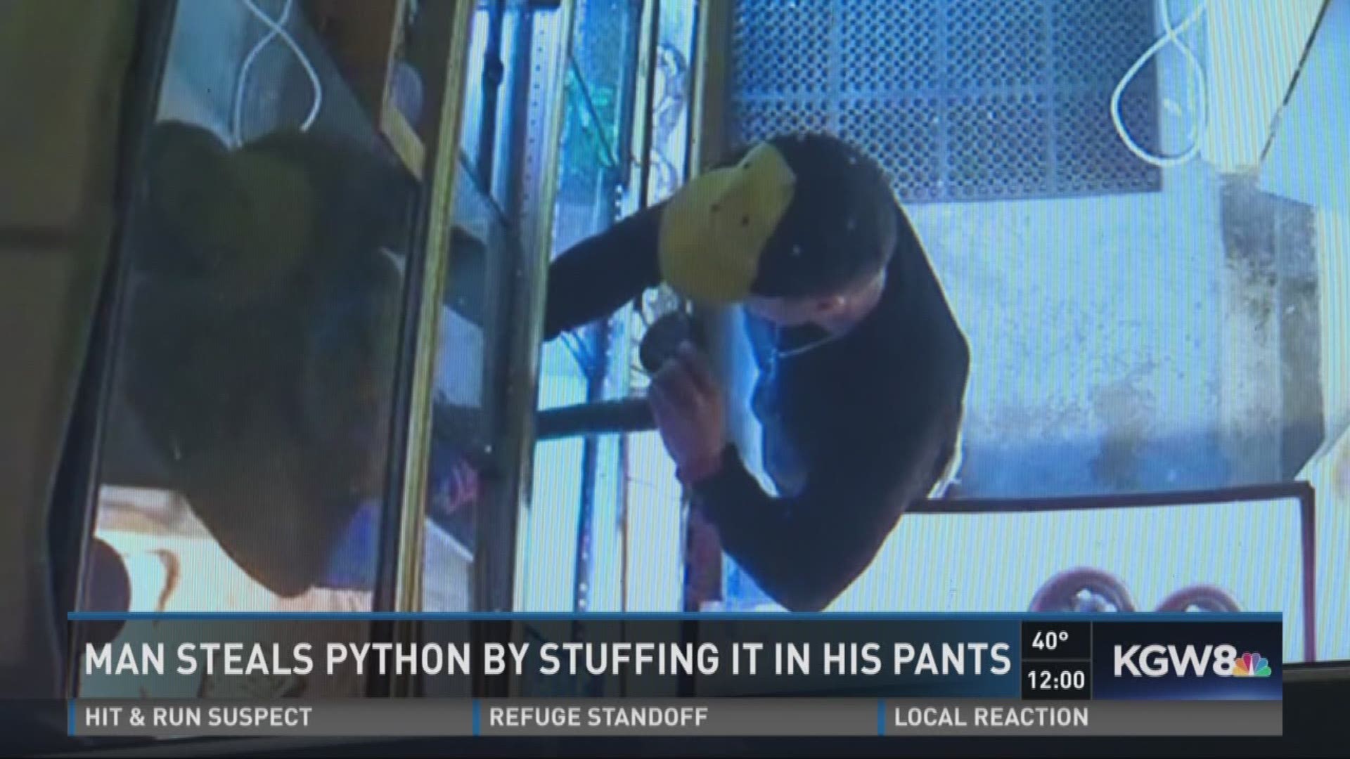 Man steals python by stuffing it in his pants